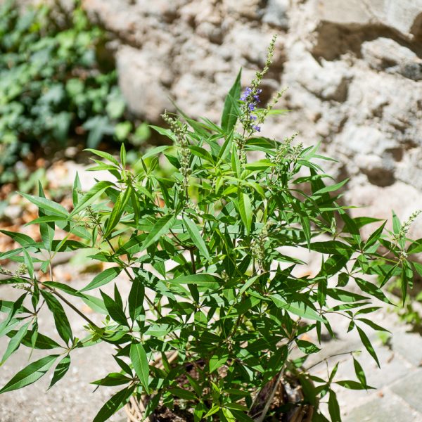 vaistinis augalas skaistminas Chaste tree augalai vitex agnus-castus gėlės ir manufaktūra