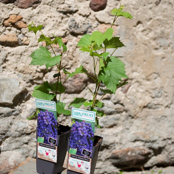 augalai augalas vynmedis boskoop glory vynuogės vitis vinifera grape vine plants gift dovana climber wine gėlės ir manufaktūra