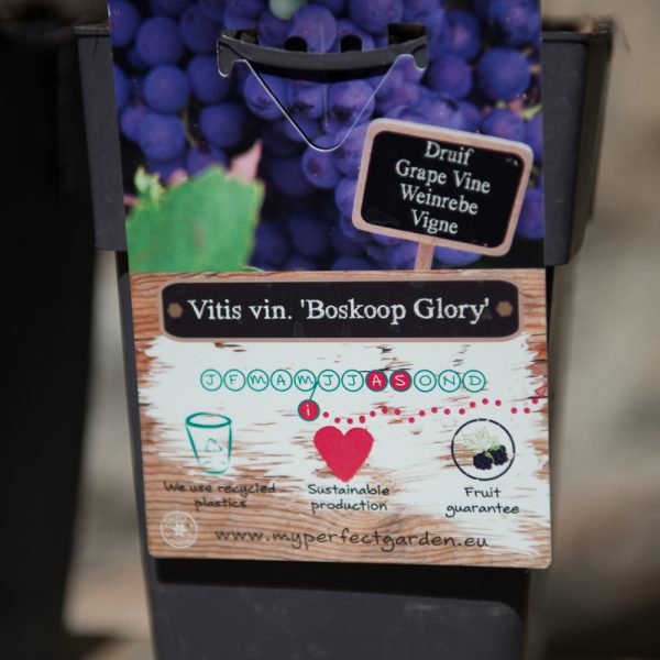 augalai augalas vynmedis boskoop glory vynuogės vitis vinifera grape vine plants gift dovana climber wine gėlės ir manufaktūra