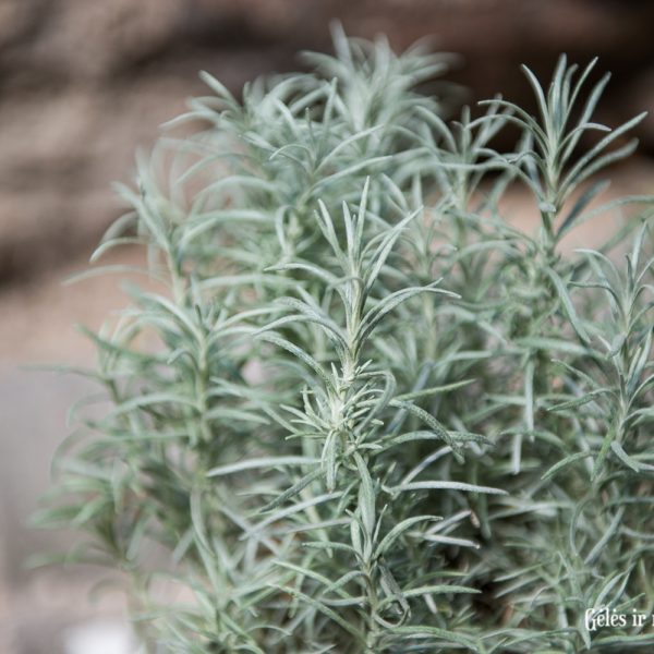 helichrysum italicum immortelle herbs curry spice aroma šlamutis augalas gėlės ir manufaktūra