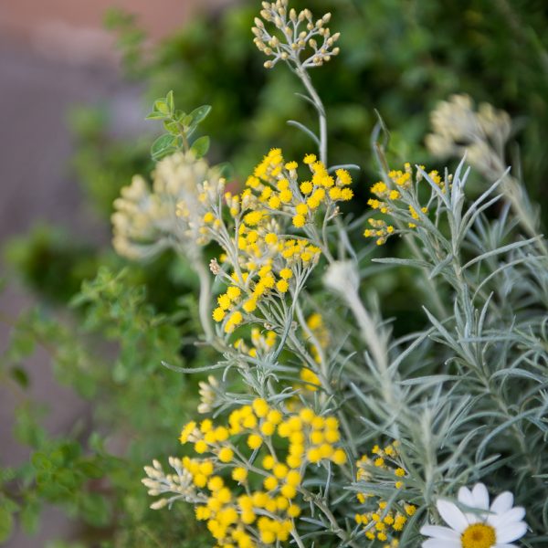 helichrysum italicum immortelle herbs curry spice aroma šlamutis augalas gėlės ir manufaktūra