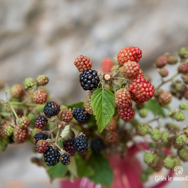 gervuogės blackberry berries flowers uogos avietės gėlės ir manufaktūra