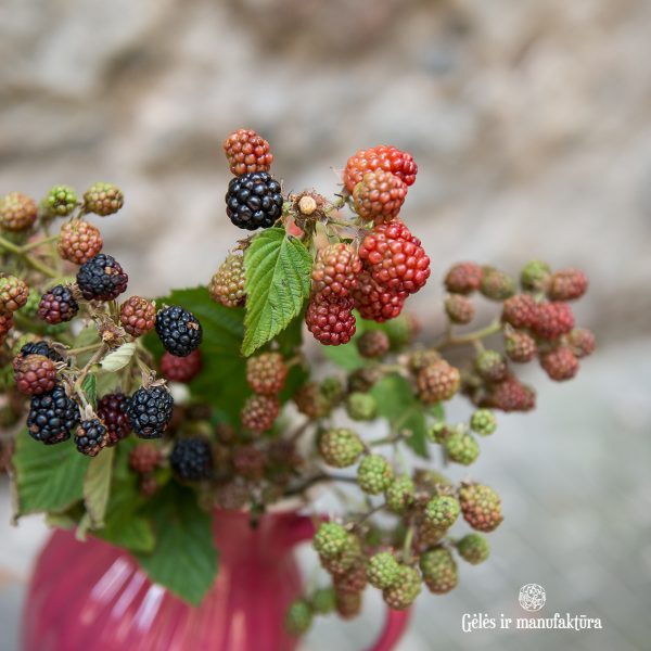 gervuogės blackberry berries flowers uogos avietės gėlės ir manufaktūra