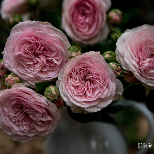 rosa roses english garden bijūninės rožės Mariatheresia gėlės ir manufaktūra angliška sodo skintos