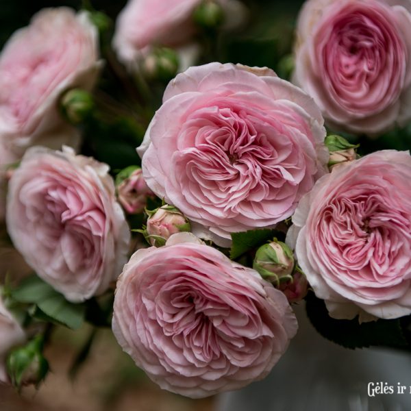 rosa roses english garden bijūninės rožės Mariatheresia gėlės ir manufaktūra angliška sodo skintos