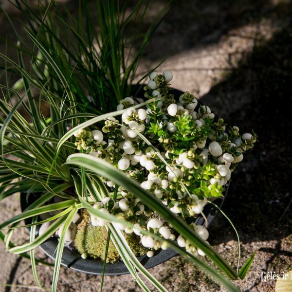 augalai plants pernettya smailialapis spūglas carex bruknuolė viksvos kompozicija indas planter gėlės ir manufaktūra