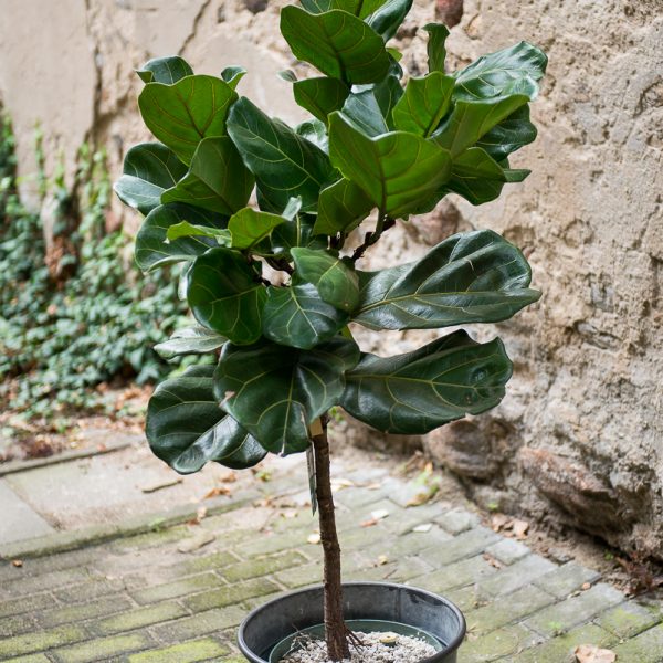 ficus lyrata tree 140cm plants augalas fikusas lyralapis kambariniai augalai medelis gėlės ir manufaktūra