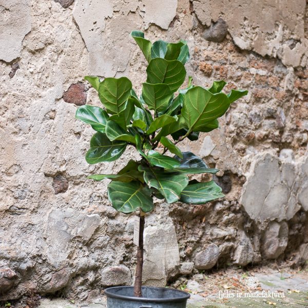 ficus lyrata tree 140cm plants augalas fikusas lyralapis kambariniai augalai medelis gėlės ir manufaktūra
