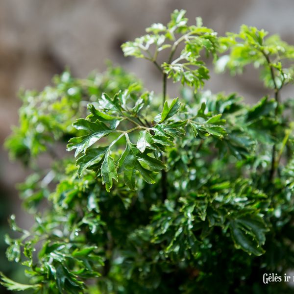 polyscias fruticosa parsley plant bonsai caudex kaudeksas petražolių augalas ming aralia gėlės ir manufaktūra stimbris