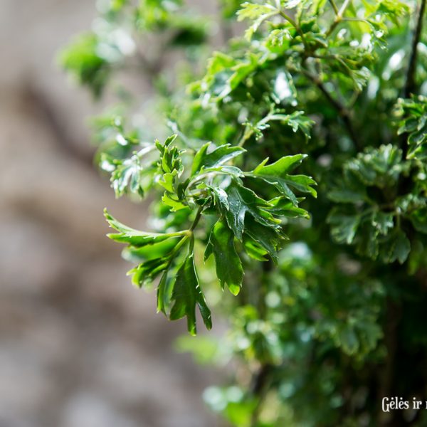 polyscias fruticosa parsley plant bonsai caudex kaudeksas petražolių augalas ming aralia gėlės ir manufaktūra stimbris