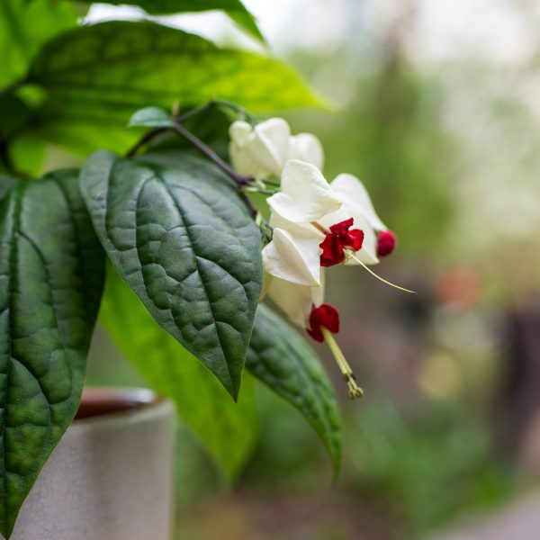 Clerodendrum-Thomsoniae-plants-white-bleeding-heart-wine-retas-kambarinis-augalas-gėlės-ir-manufaktūra-shutterstock_2159099251