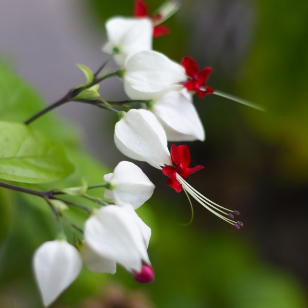 Clerodendrum-Thomsoniae-plants-white-bleeding-heart-wine-retas-kambarinis-augalas-gėlės-ir-manufaktūra-shutterstock_2159099251