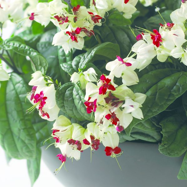 clerodendrum thomsoniae šventmedis floradania white bleeding heart wine plants gėlės ir manufaktūra žydintis kambarinis augalas