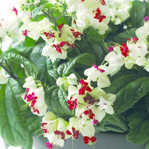 clerodendrum thomsoniae šventmedis floradania white bleeding heart wine plants gėlės ir manufaktūra žydintis kambarinis augalas