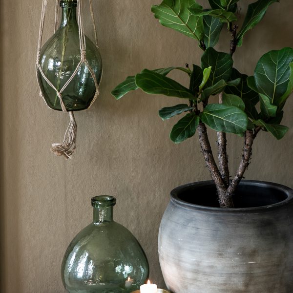 butelis glass balloon pot nubbly vazonas iblaursen ficus lyrata fikusas lyralapis kambariniai augalai gėlės ir manufaktūra vazonas