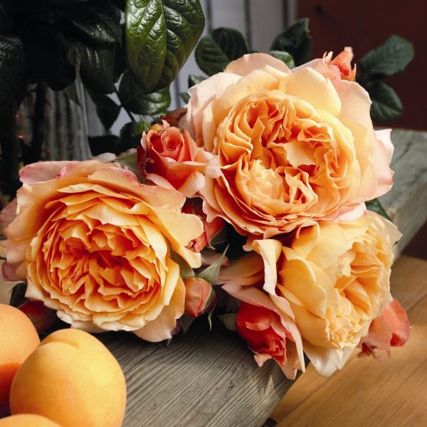 garden rose Capri rosa apricot pink persikinė sodo kvepianti bijunine-rožė fragrance gėlės ir manufaktūra rožių krūmas parfum