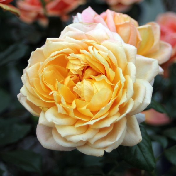 garden rose Capri rosa apricot pink persikinė sodo kvepianti bijunine-rožė fragrance gėlės ir manufaktūra rožių krūmas parfum