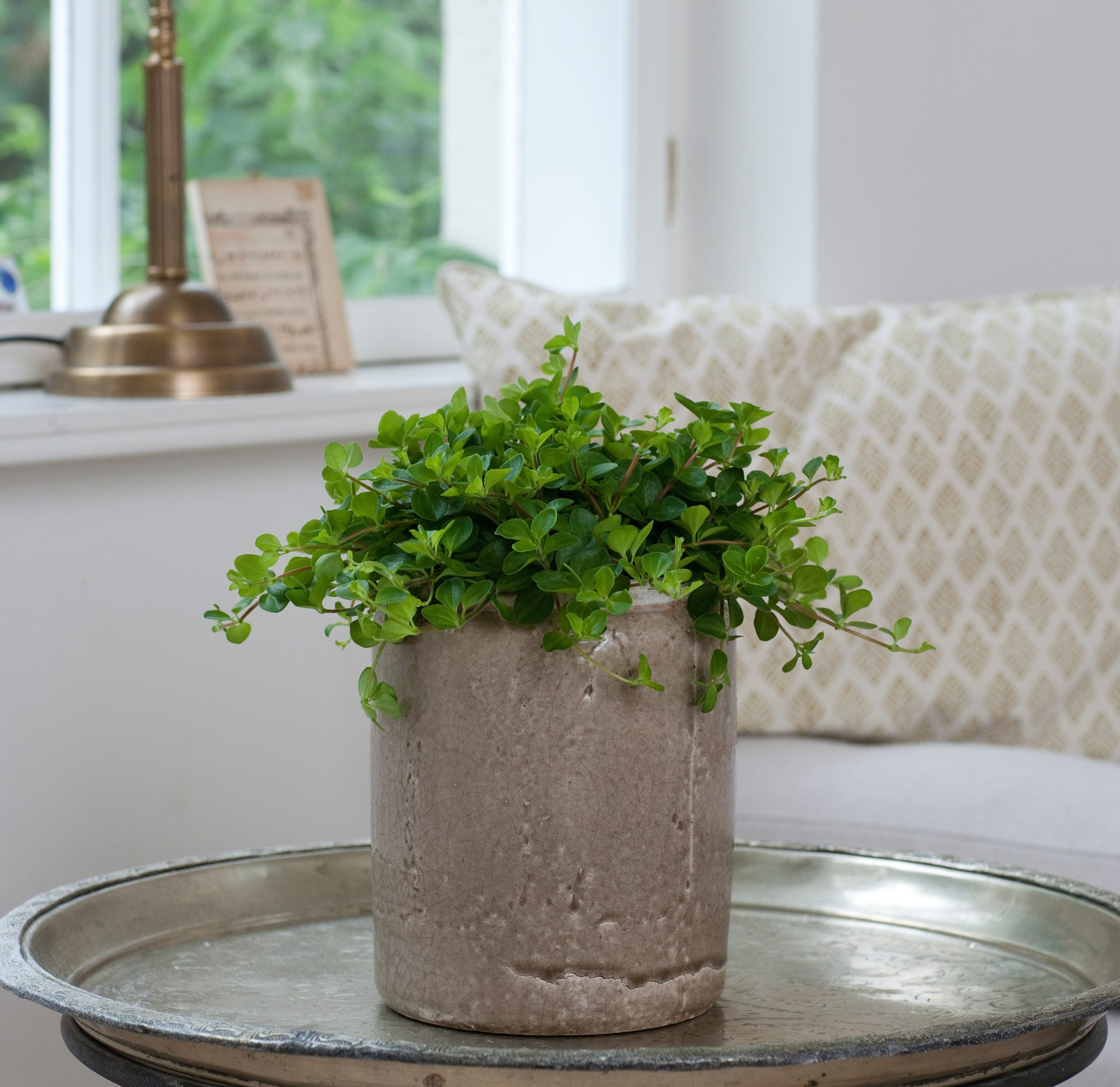 Peperomia Rotundifolia floradania peperomija plants kambariniai augalai green žalialapis green