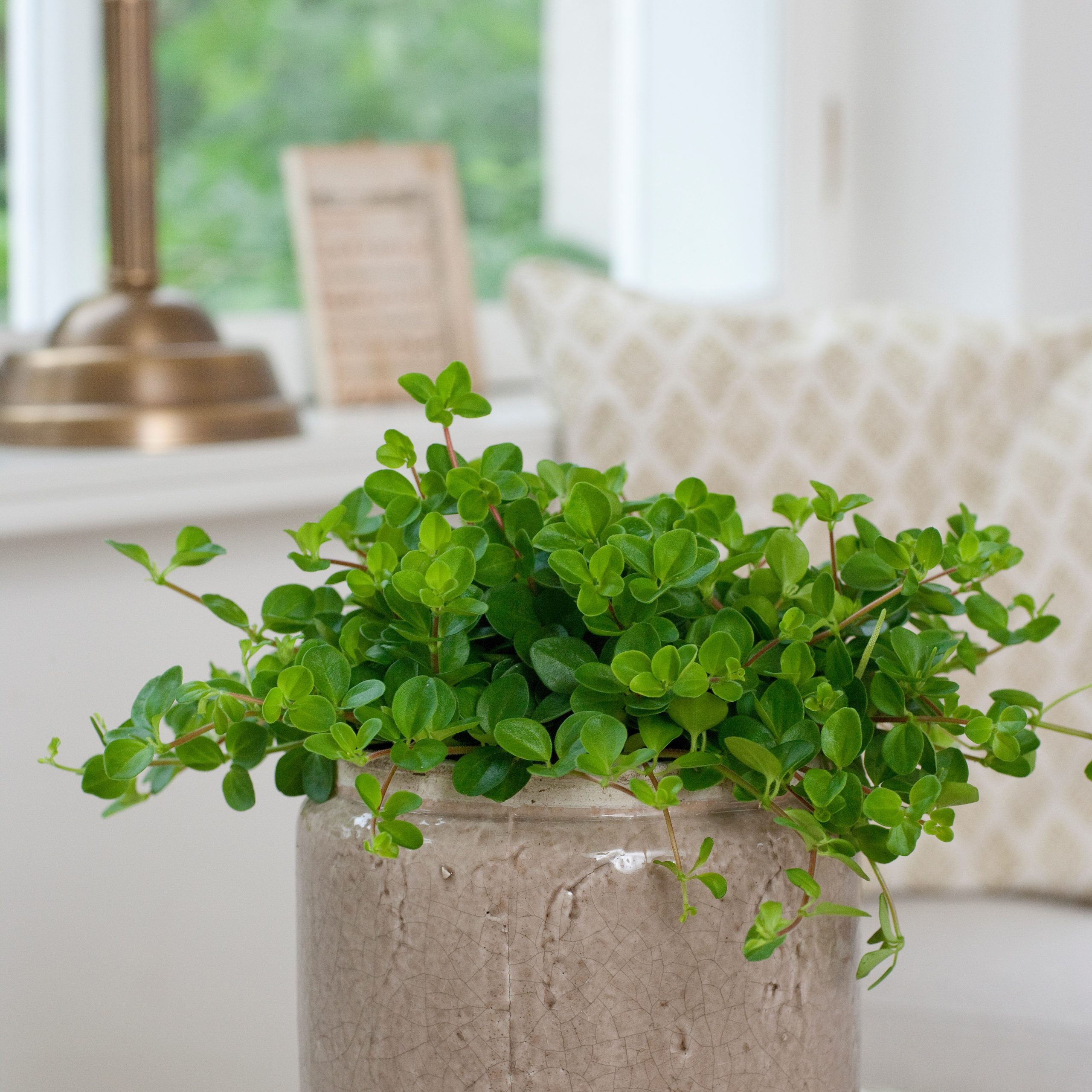 Peperomia Rotundifolia floradania peperomija plants kambariniai augalai green žalialapis green