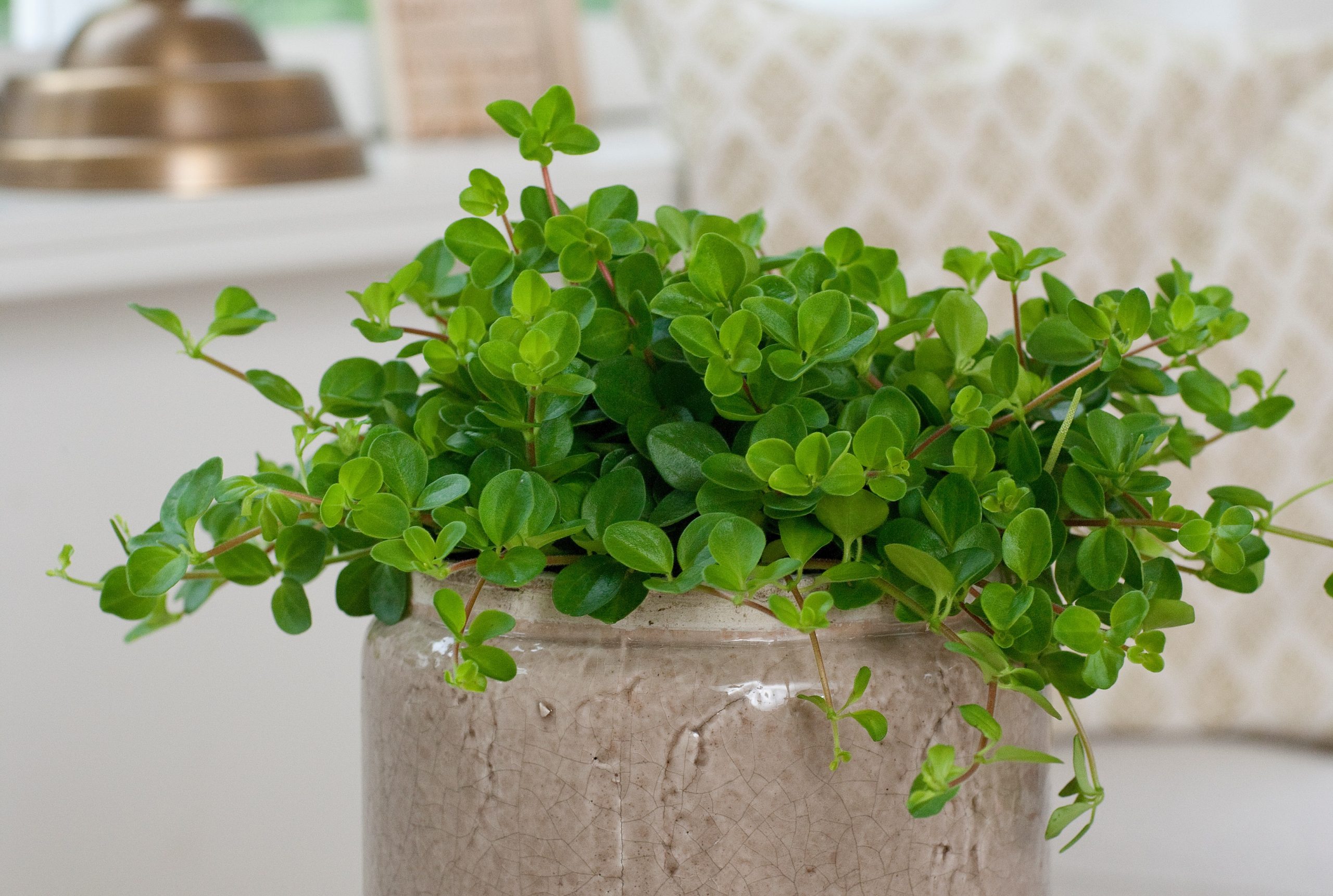 Peperomia Rotundifolia floradania peperomija plants kambariniai augalai green žalialapis green