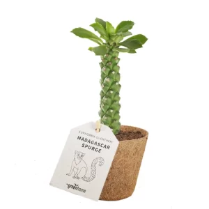 euphorbia guentheri monadenium karpažolė madagascar plants succulents kambariniai augalai sukulentas gėlės ir manufaktūra