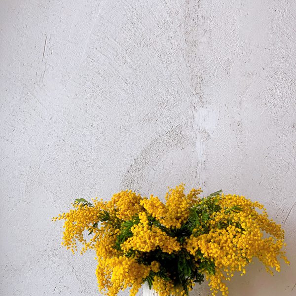 mimosa acacia yellow italy italia mimoza akacija geltona