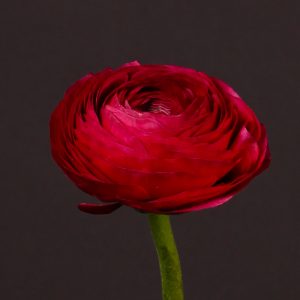 ranunculus red vedrynas raudonas flowers gėlės ir manufaktūra valentino diena
