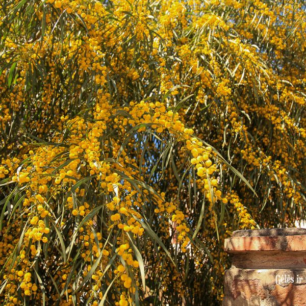 acacia mimosa akacija mimoza yellow flowers gėlės ir manufaktūra spring pavasaris