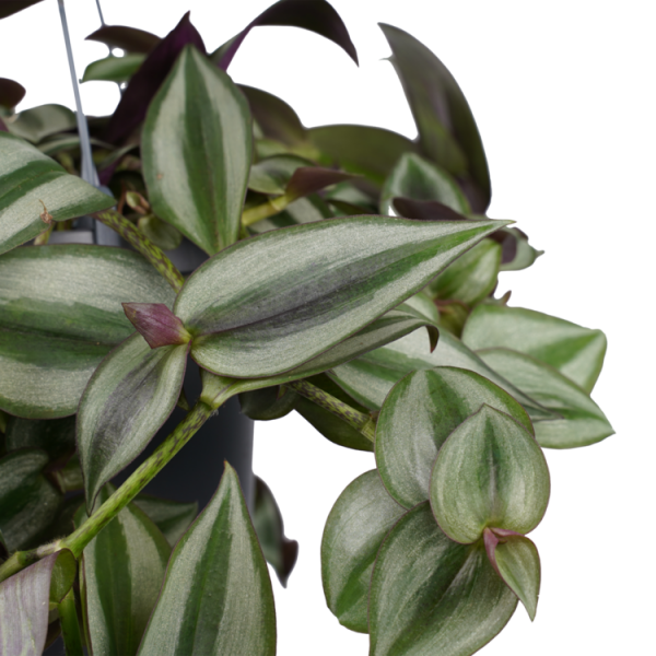 tradescantia zebrina tradeskancija augalas svyrantis margas decorum plants hanging violet @decorumplantsflowers