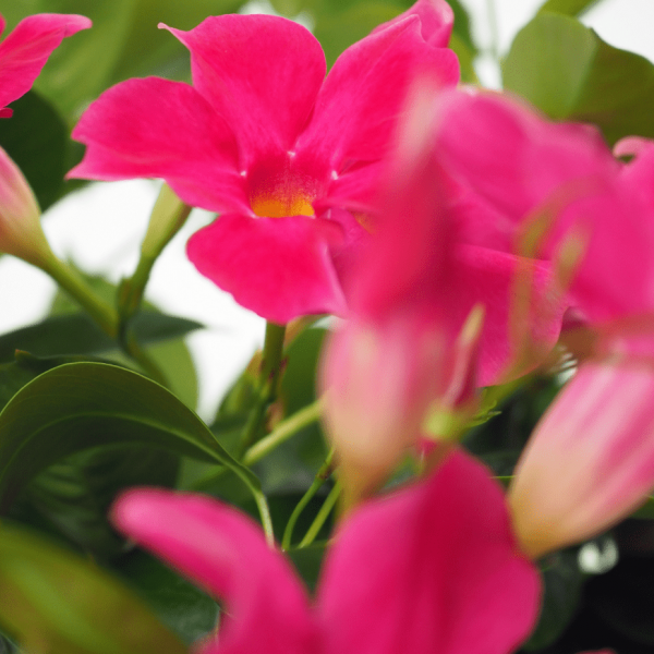 Mandevila Mandevilla flowering plant pink sundaville mandevile dipladenija vijoklinis žydintis kambarinis augalas gėlės ir manufaktūra