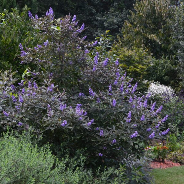 Vitex agnus-castus chaste tree tikrasis skaistminas vaistinis augalas krūmas first editions gėlės ir manufaktūra