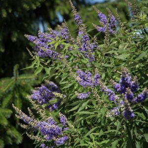 Vitex agnus-castus chaste tree tikrasis skaistminas vaistinis augalas krūmas mėlyni žiedai first editions plants gėlės ir manufaktūra