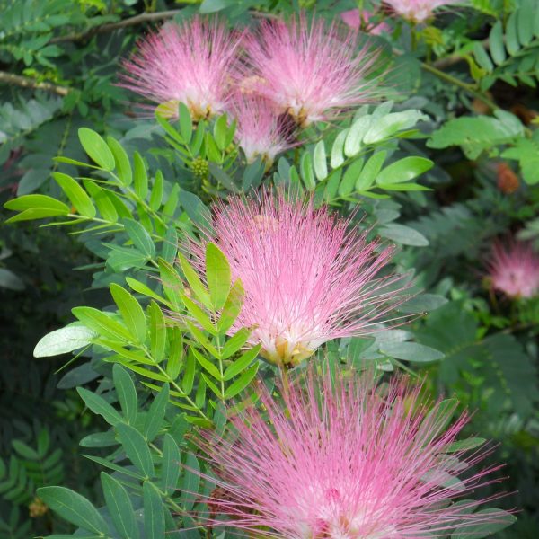 calliandra-surinamensis-pink-powder-puff-plant-kaliandra-surinamo-gėlės-ir-manufaktūra-rožiniai-žiedai-spūdingas-kambarinis-augalas