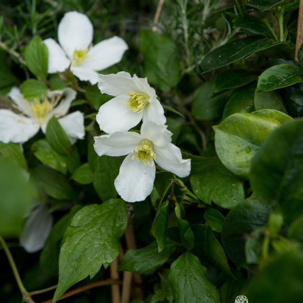 clematis montana wilsonii raganė vijoklis climbing gėlės ir manufaktūra plants augalas garden