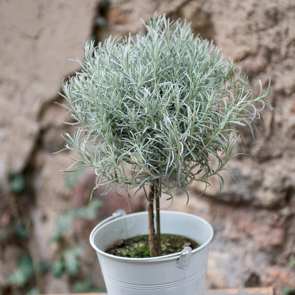 helichrysum italicum šlamutis italinis immortelle gėlės ir manufaktūra augalai vaistažolė prieskonis herbs