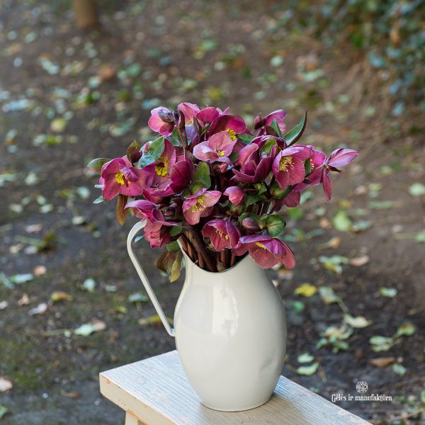 helleborus eleboras čėras bordinė bordo red spalvos gėlės ir manufaktūra skintos flowers