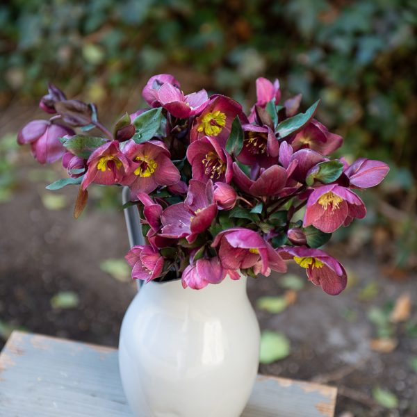 helleborus eleboras čėras bordinė bordo red spalvos gėlės ir manufaktūrahelleborus eleboras čėras bordinė bordo red spalvos gėlės ir manufaktūra