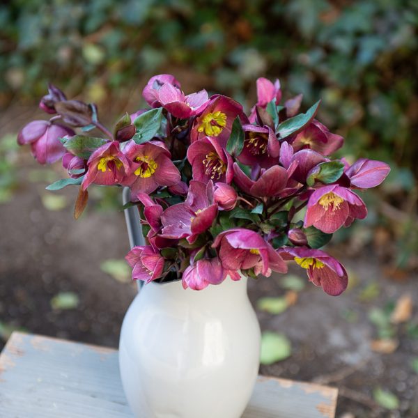 helleborus eleboras čėras bordinė bordo red spalvos gėlės ir manufaktūra