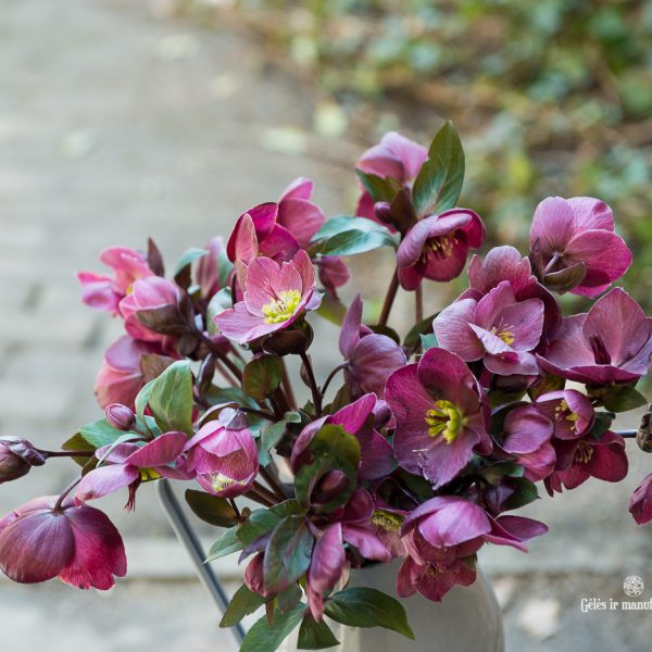 helleborus eleboras čėras bordinė bordo red spalvos gėlės ir manufaktūra skintos flowers