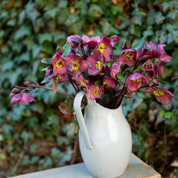 helleborus eleboras čėras bordinė bordo red spalvos gėlės ir manufaktūra
