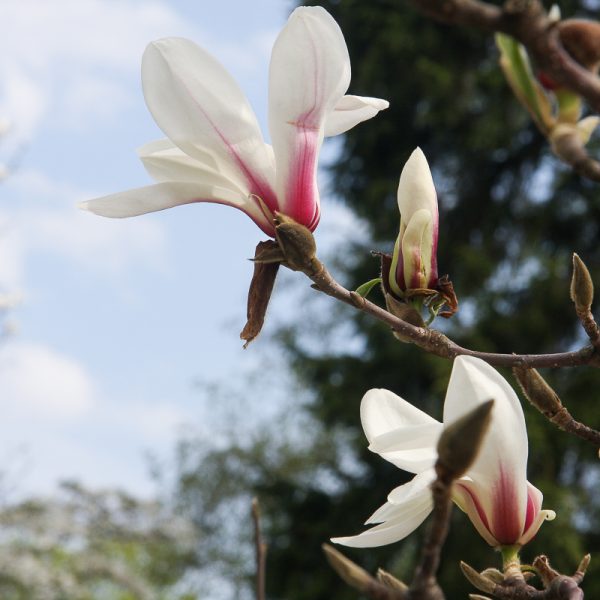magnolia hybrida soulangeana stellata magnolija sulanžo augalas krūmas medis gėlės ir manufaktūra žiedai flowers