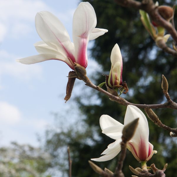 magnolia hybrida soulangeana stellata magnolija sulanžo augalas krūmas medis gėlės ir manufaktūra žiedai flowers
