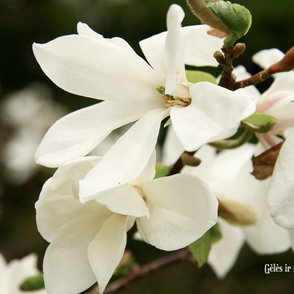 magnolia magnolija lauko augalas medis balta stellata žvaigždinė sulanžo soulangeana gėlės ir manufaktūra