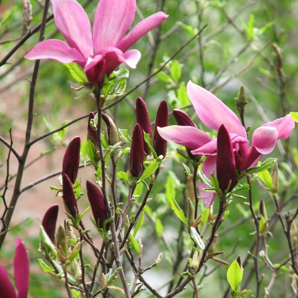 magnolia susan flower magnolija krūmas medelis tree shrub soulangeana sodo augalas garden plant gėlės ir manufaktūra pumpuras