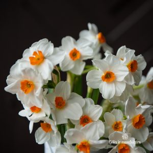 narcissus daffodils tazetta geranium narcizai daugiažiedžiai gėlės ir manufaktūra bulbs svogūninis augalas