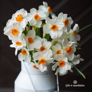 narcissus narcizai tazetta geranium daffodils spring parfum fragrance skintos gėlės ir manufaktūra flowers vilnius