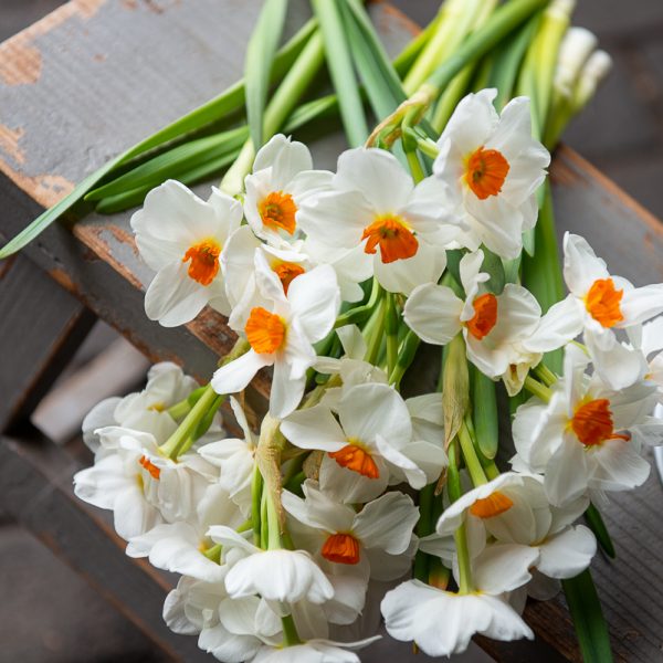 narcissus narcizai tazetta geranium parfum fragrance skintos gėlės ir manufaktūra flowers vilnius