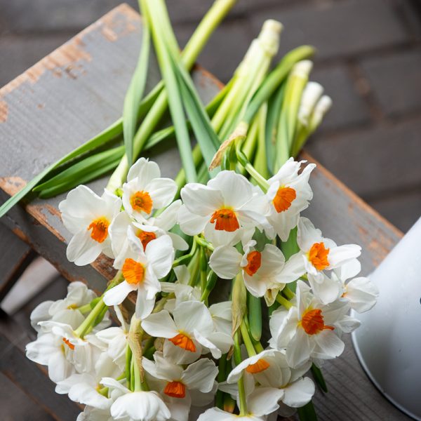 narcissus narcizai tazetta geranium parfum fragrance skintos gėlės ir manufaktūra flowers vilnius