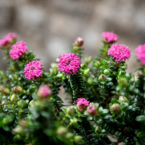 pimelea ferruginea pimelėja flowering plants gėlės ir manufaktūra augalai Australijos endeminis retas coastal garden pajūrio sodas