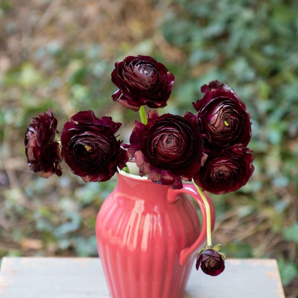 ranunculus vėdrynas juodos bordinės spalvos black nerone buttercup gėlės ir manufaktūra